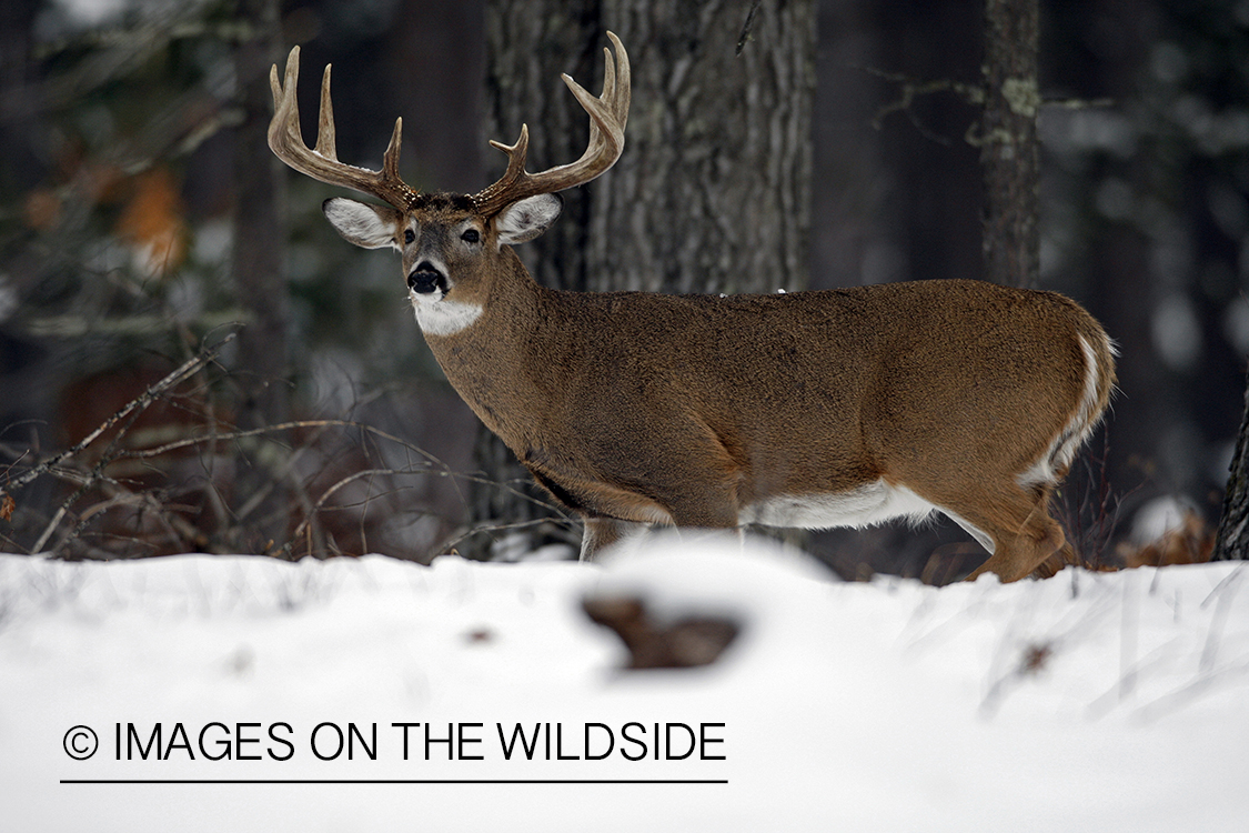 White-tailed buck in habitat.