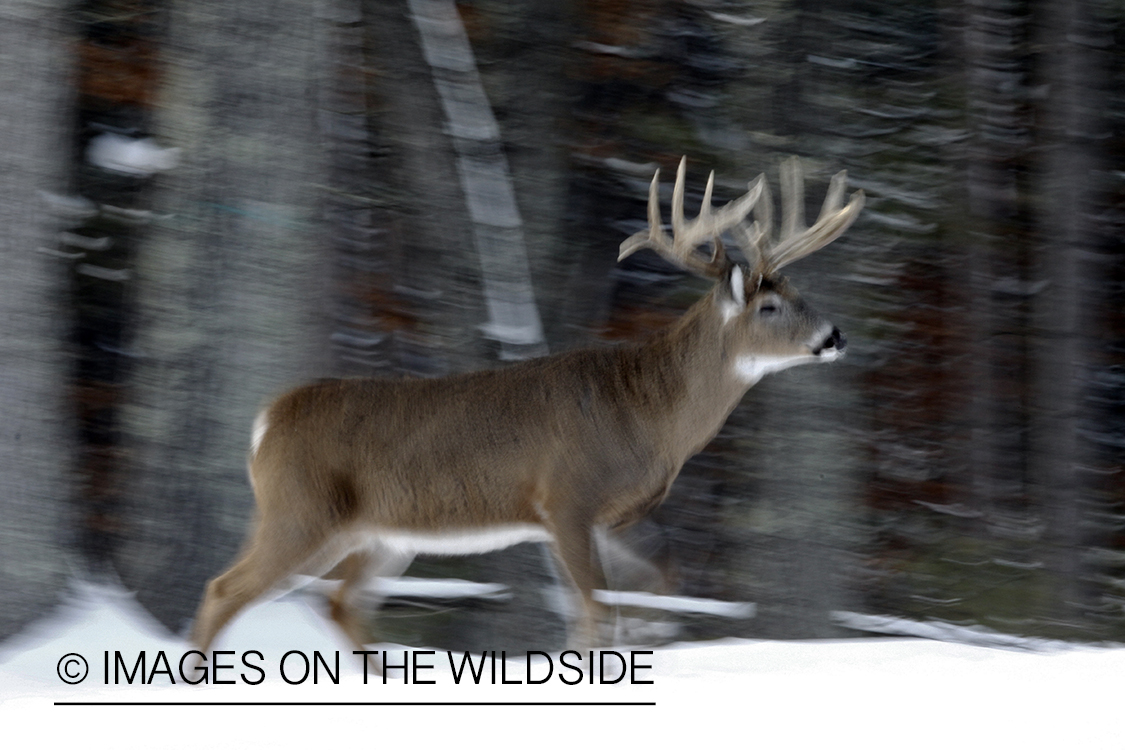 White-tailed buck in habitat.