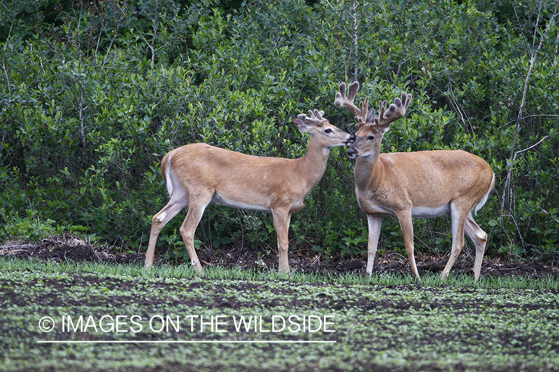 Summer Deer in Velvet