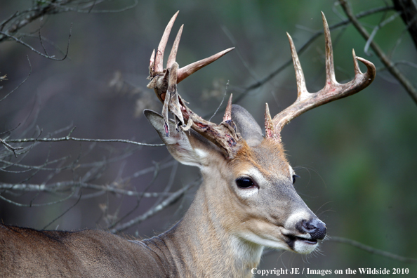 White-tailed buck in habitat in the velvet