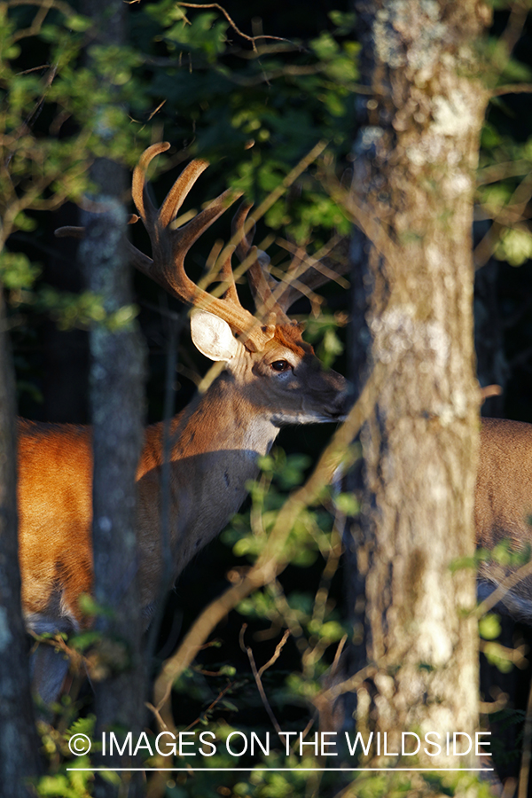 White-tailed buck in velvet 