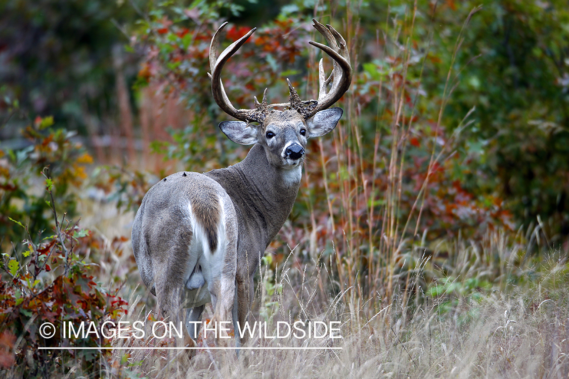 White-tailed buck in habitat. *