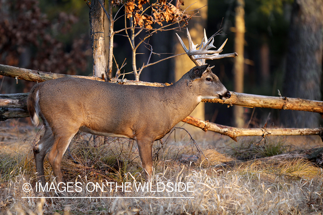 White-tailed buck in habitat. 