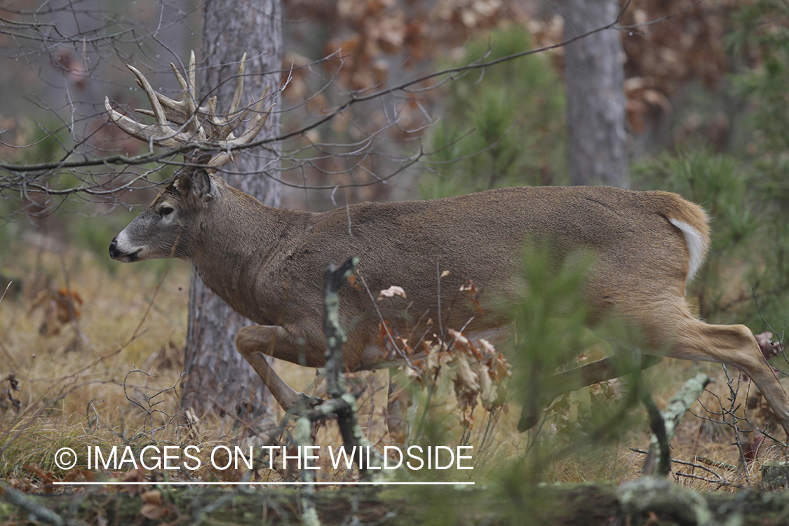 White-tailed buck in habitat. 