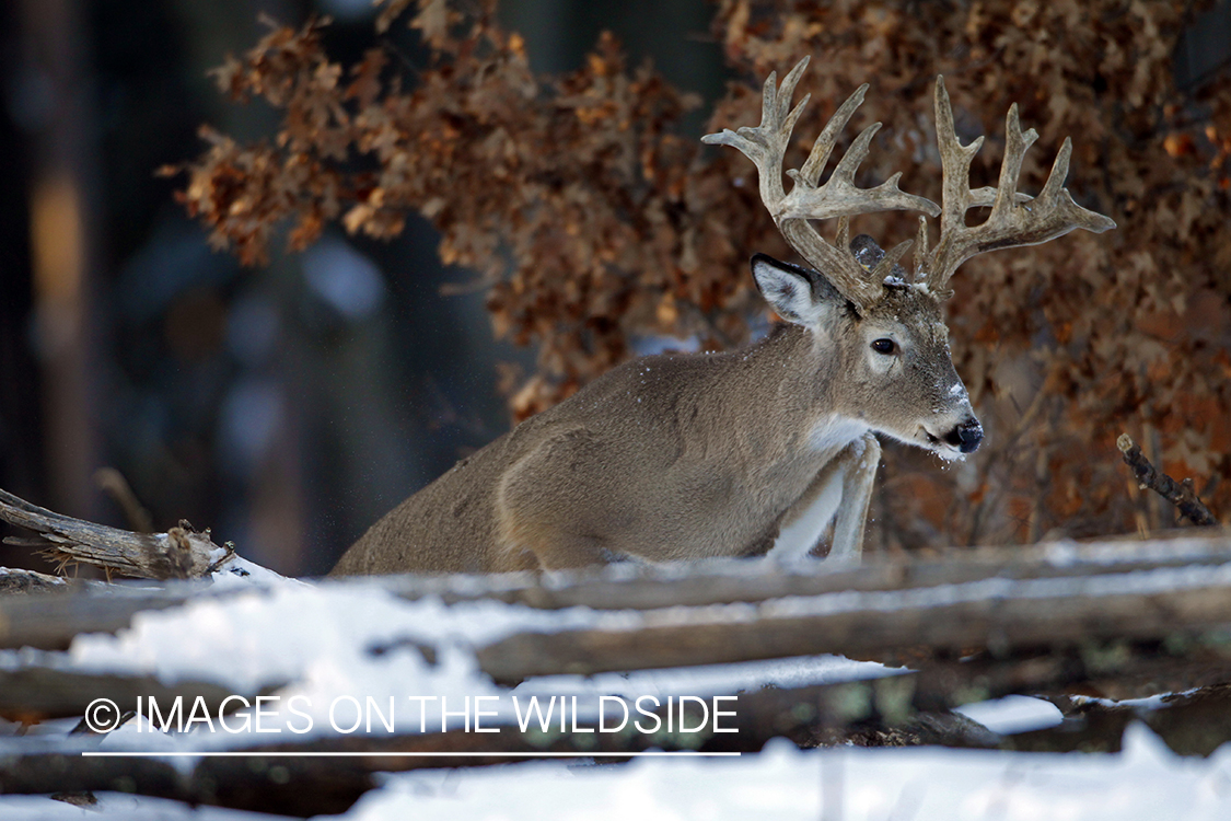 White-tailed buck in habitat. *