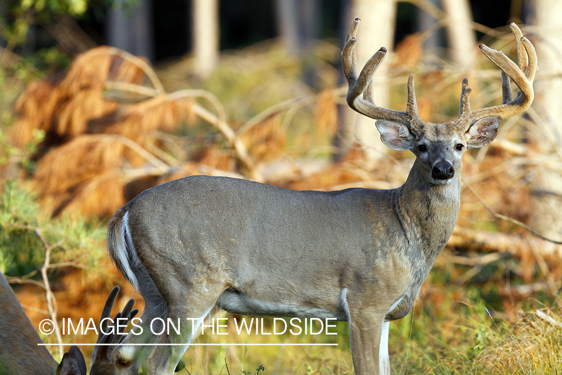 White-tailed buck in velvet.  