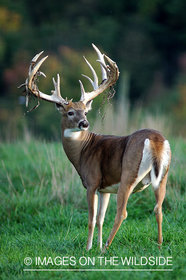 White-tailed buck shedding velvet. 