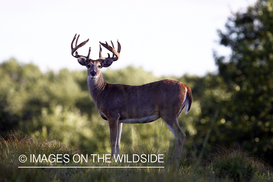 White-tailed buck in velvet.  