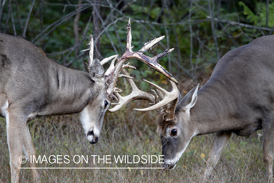 White-tailed bucks fighting. 