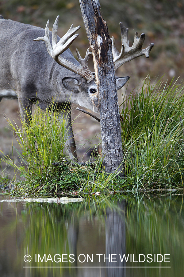 White-tailed buck investigating rub. 