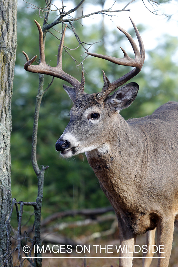 White-tailed buck in habitat.  