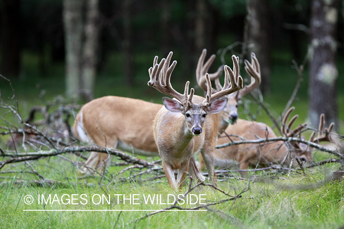 White-tailed bucks in velvet.