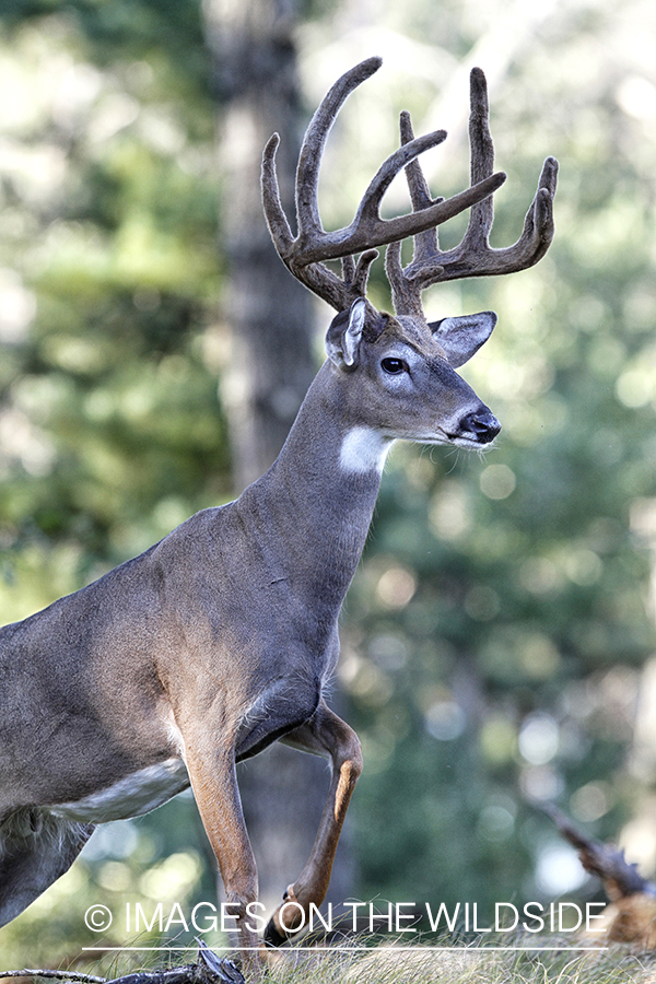 White-tailed buck in habitat.