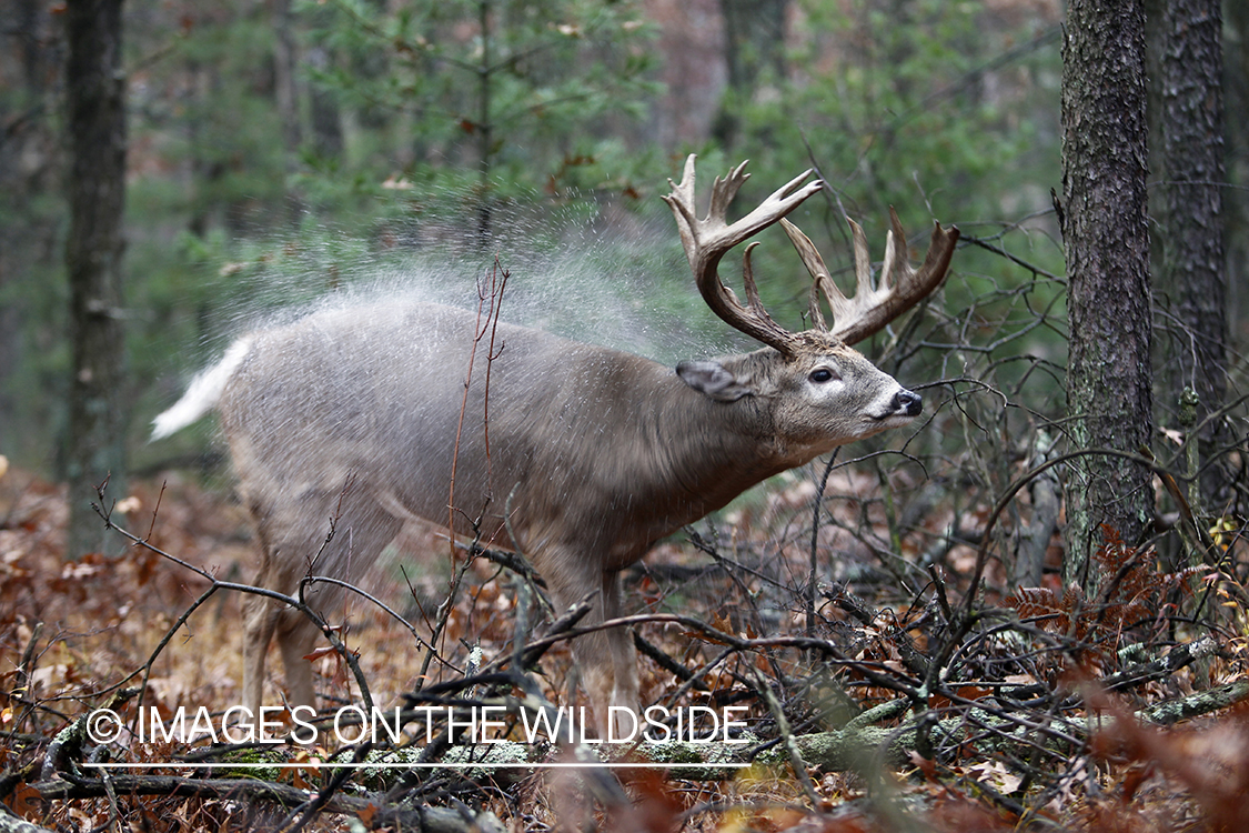 White-tailed buck in habitat.