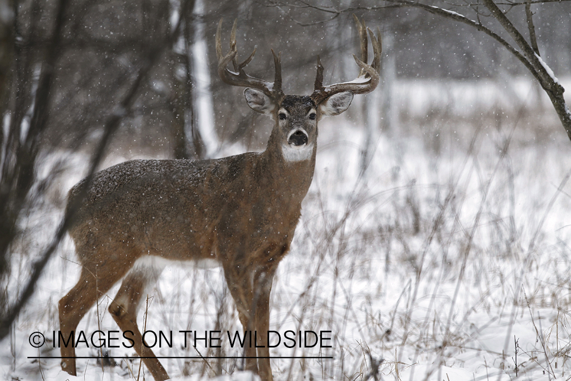 White-tailed buck in winter habitat.