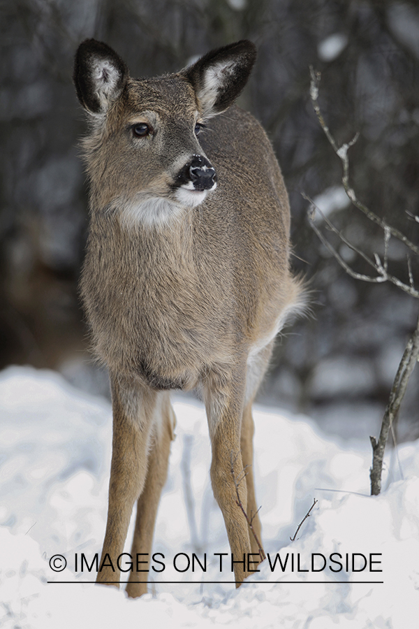 White-tailed fawn in habitat.