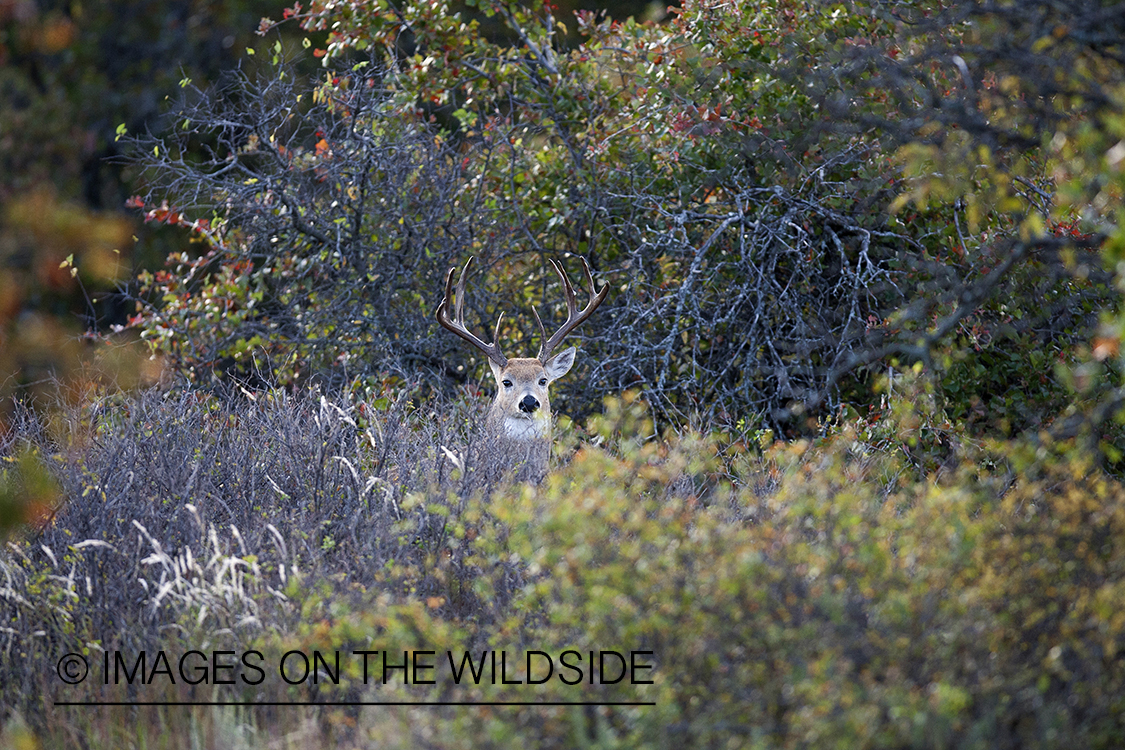 White-tailed buck in habitat.