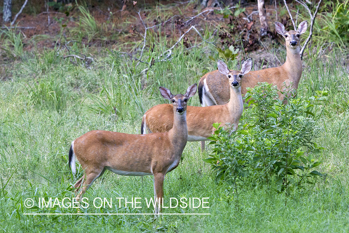 White-tailed doe in habitat.