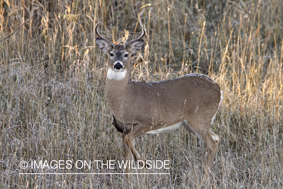 View of White-tailed buck in habitat from tree stand.