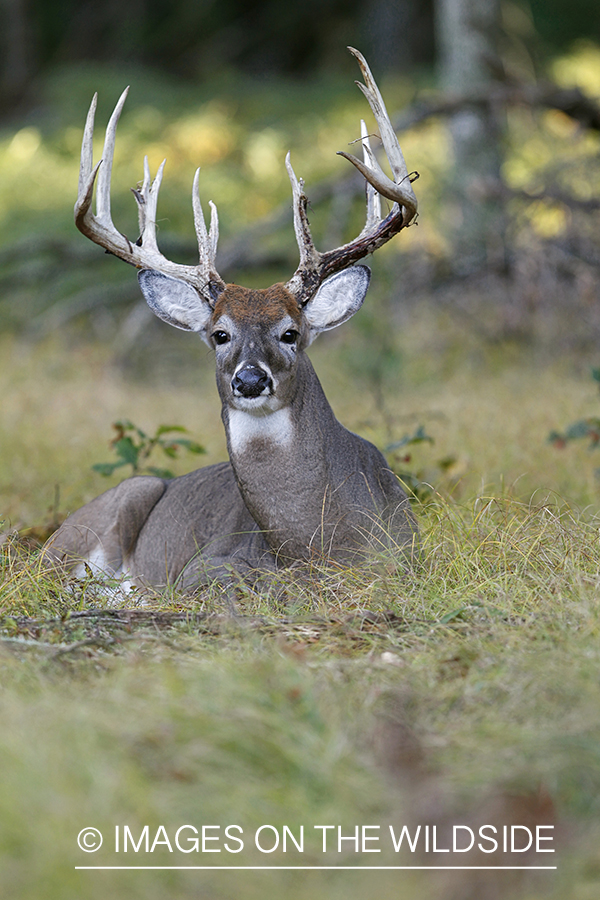 White-tailed buck in habitat.