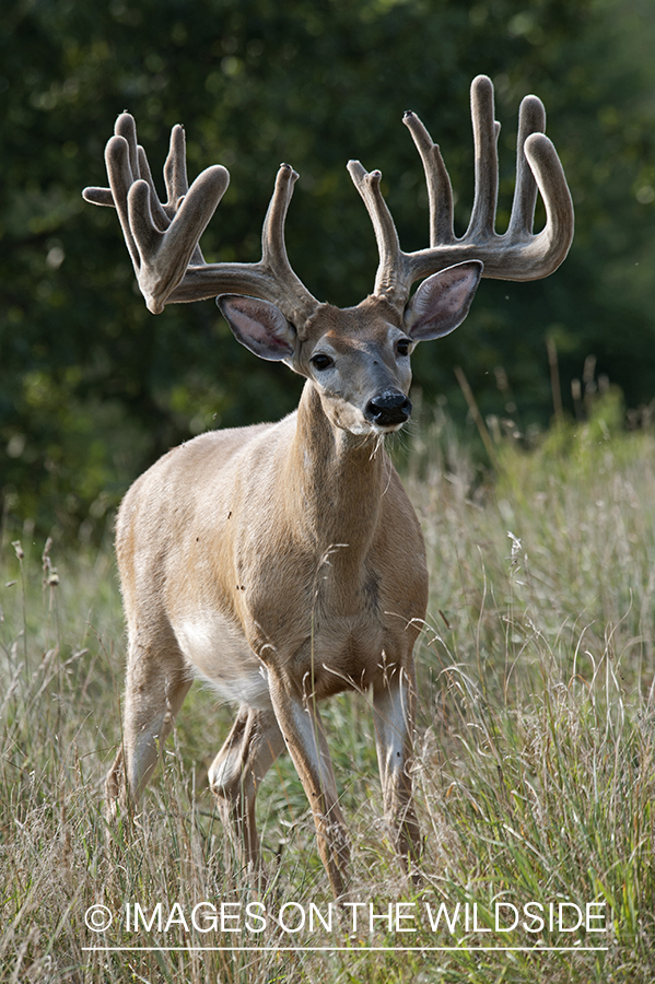 White-tailed buck in velvet.