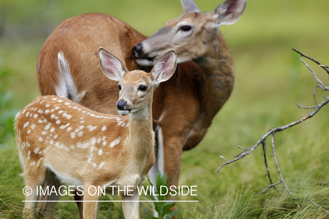 White-tailed doe with fawn in velvet.