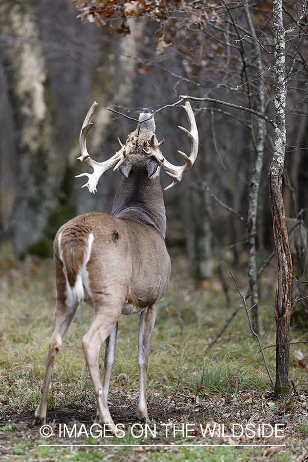 White-tailed buck scent marking.