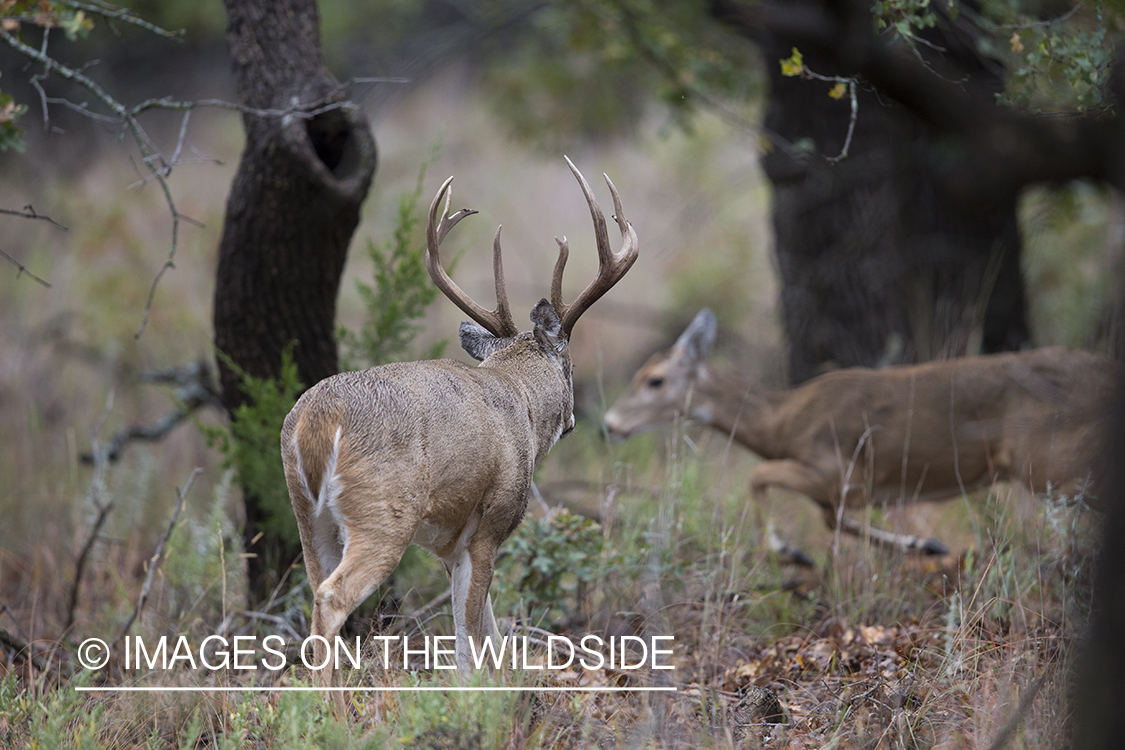 White-tailed buck approaching doe during the rut. 