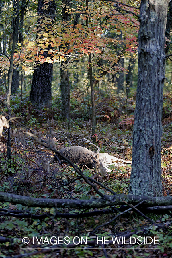 Dead white-tailed buck in habitat.