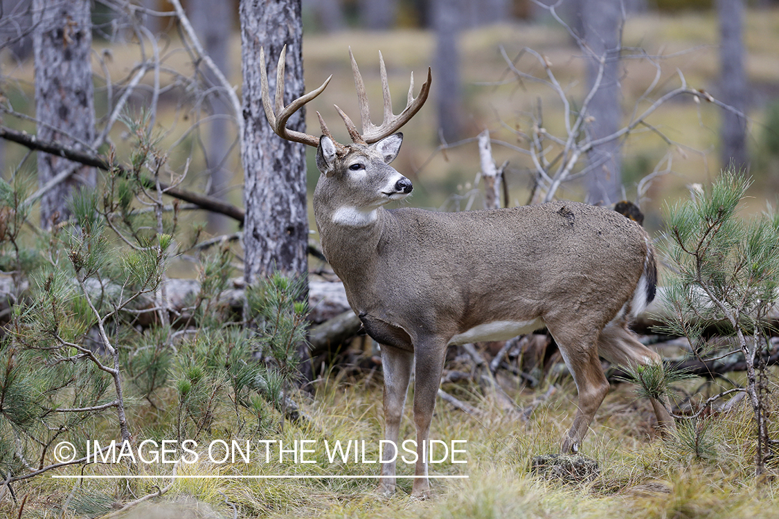 White-tailed buck in habitat.