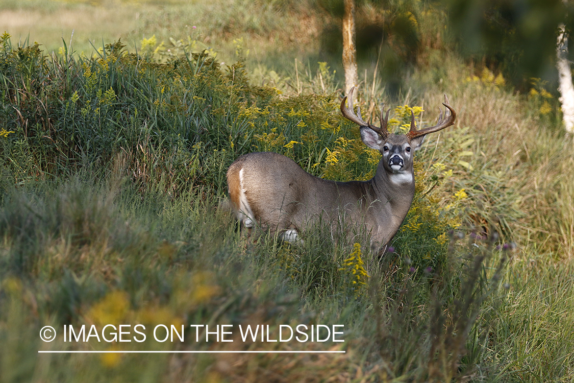 White-tailed Buck in Velvet.