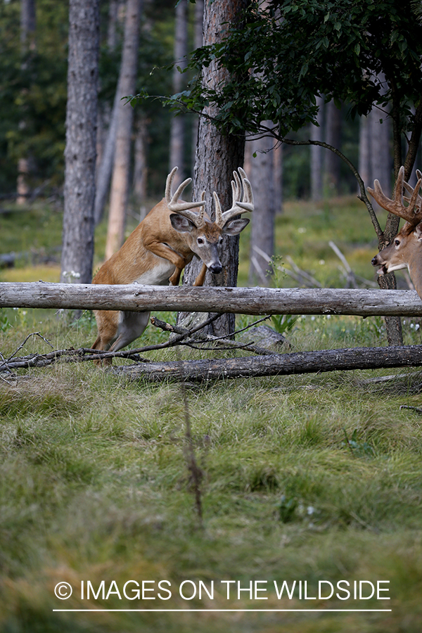 White-tailed buck jumping over log.