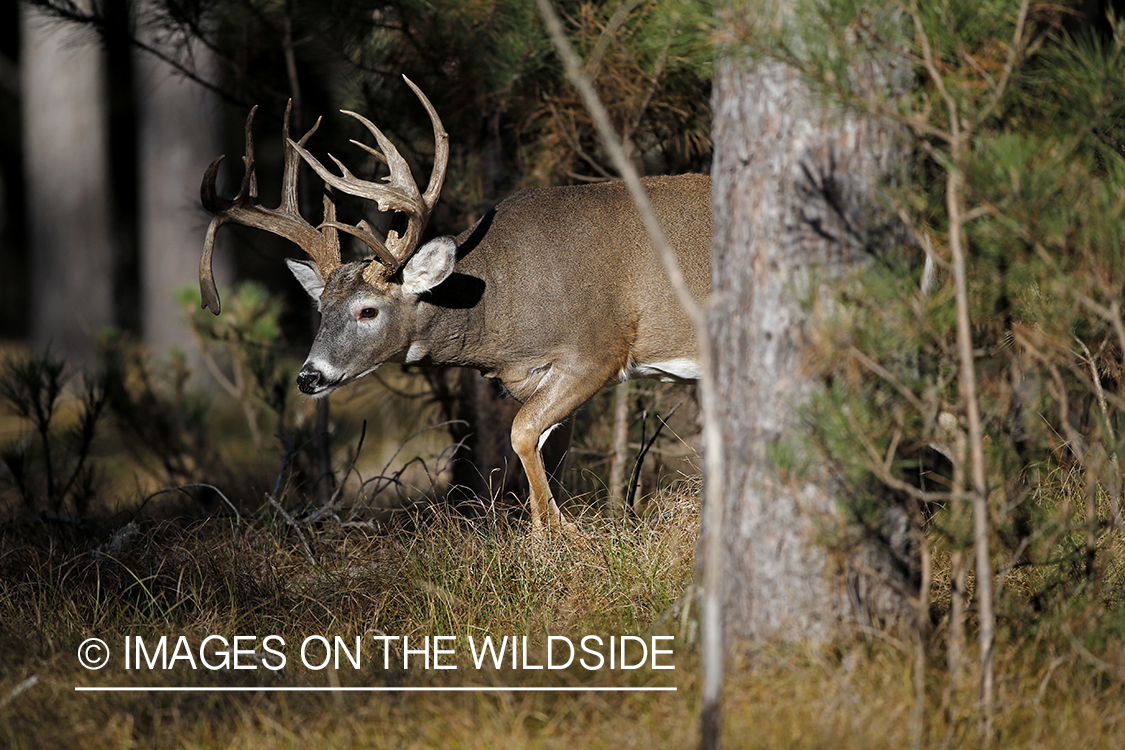 White-tailed buck in woods.