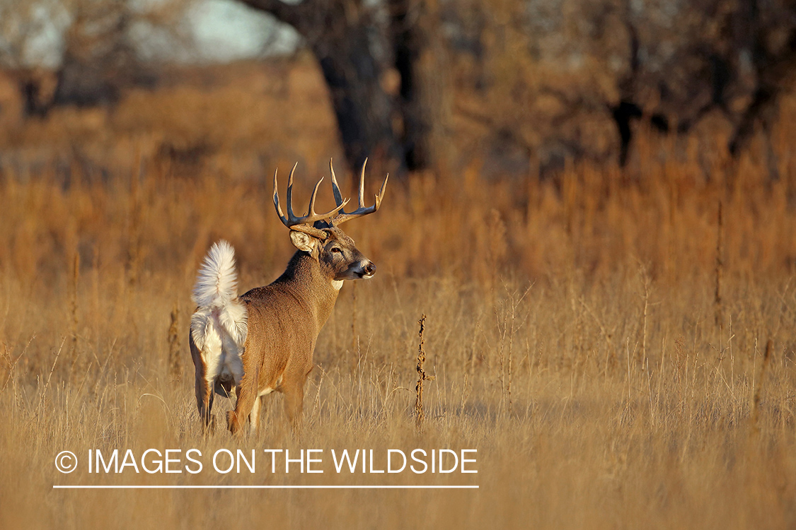 White-tailed buck flagging in field.