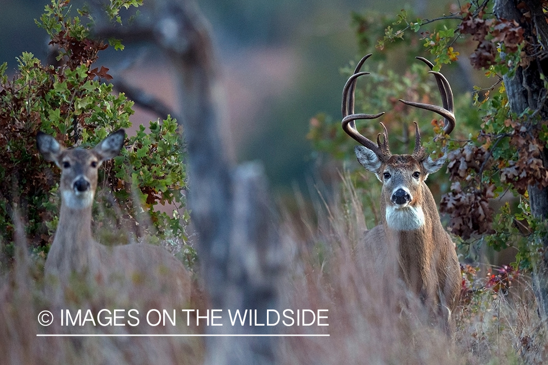 White-tailed buck with doe in habitat.