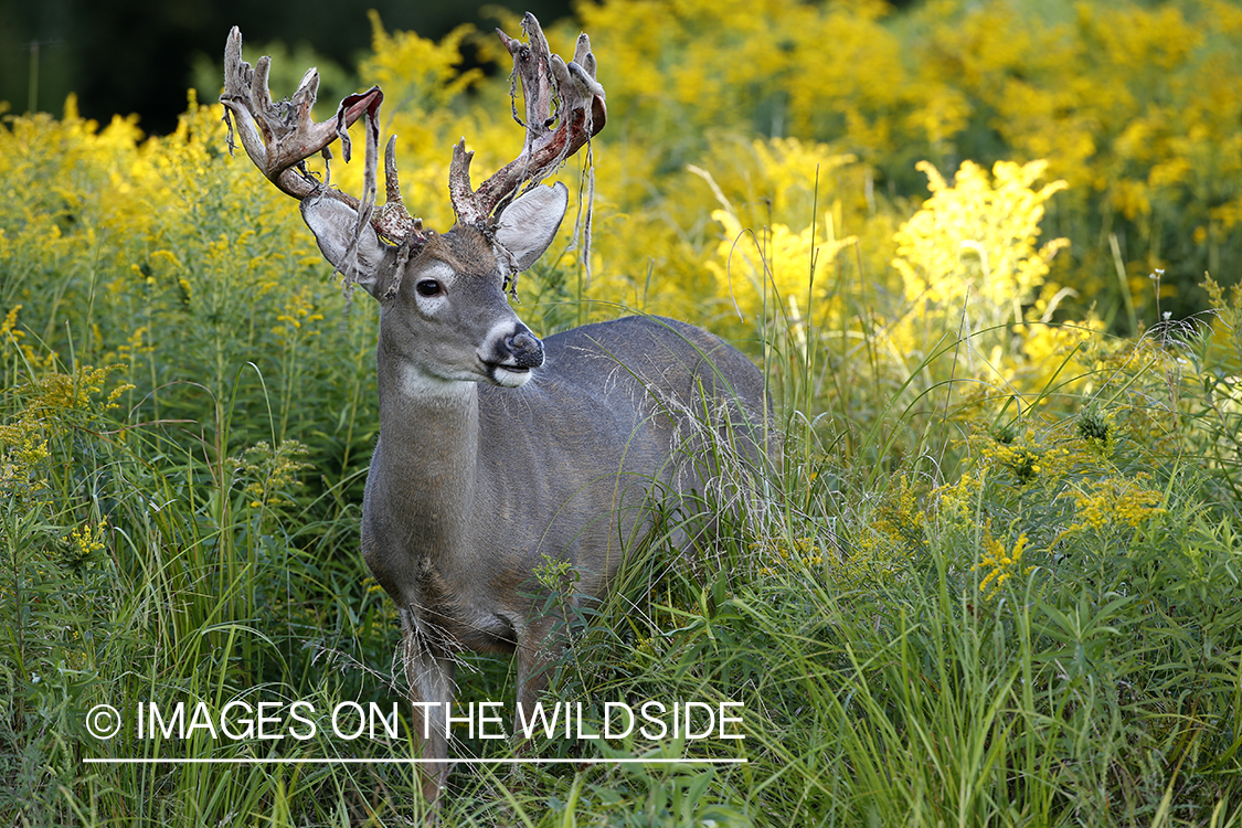 White-tailed buck shedding velvet.