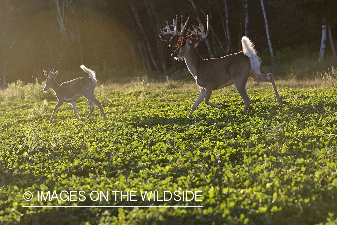 White-tailed buck in food plot. 