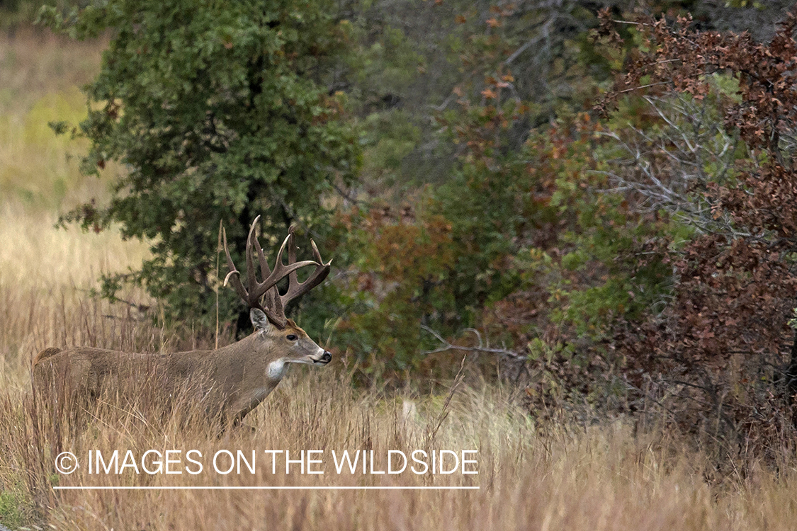 White-tailed buck in field.