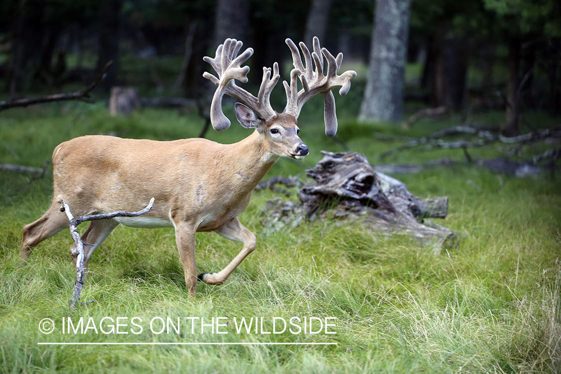 White-tailed buck in field.