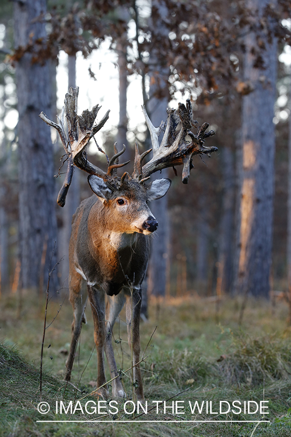 White-tailed buck in field.