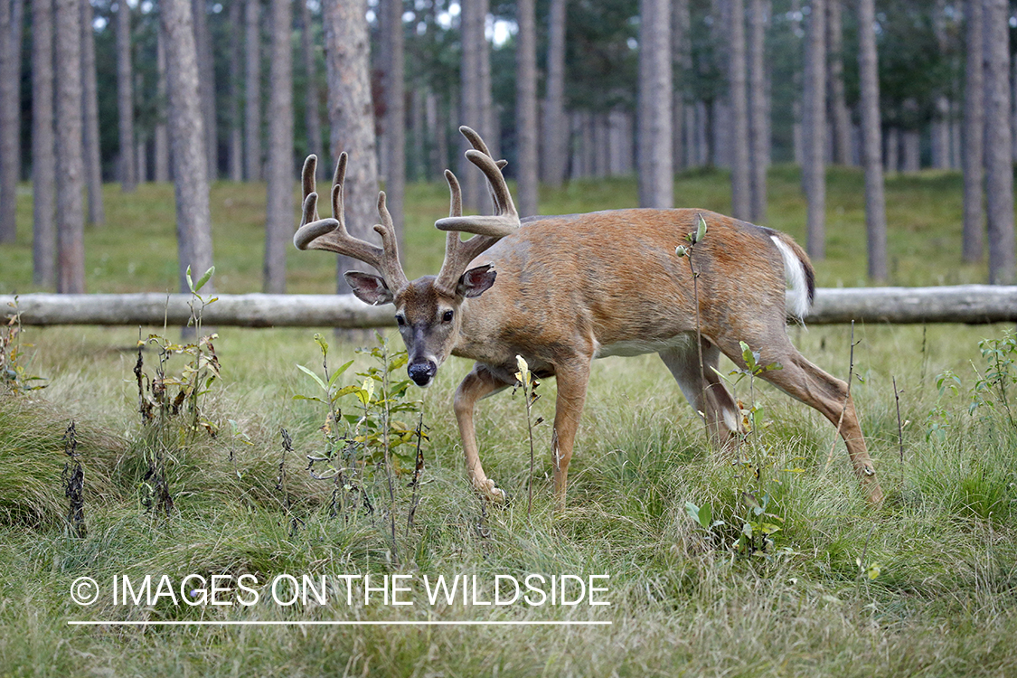 White-tailed buck in Velvet.