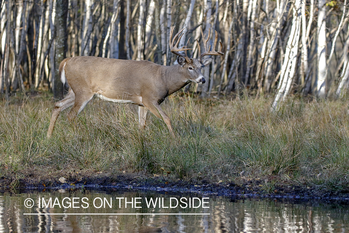 White-tailed buck in the rut by water.