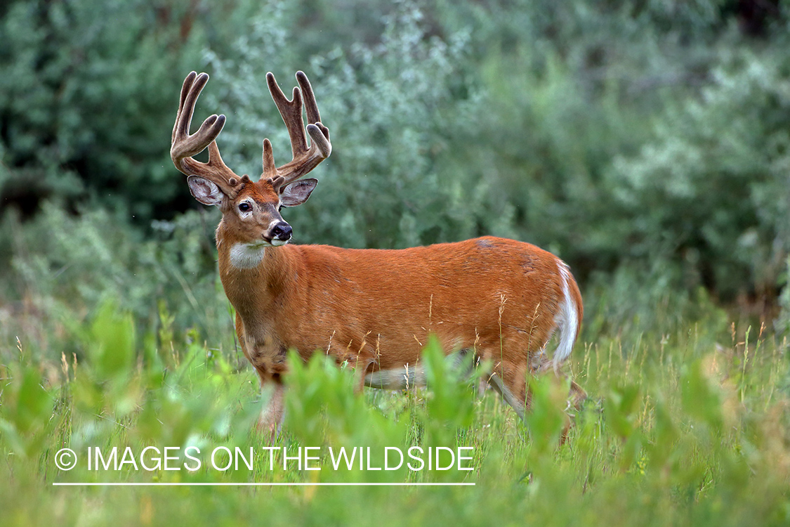 White-tailed buck in Velvet.