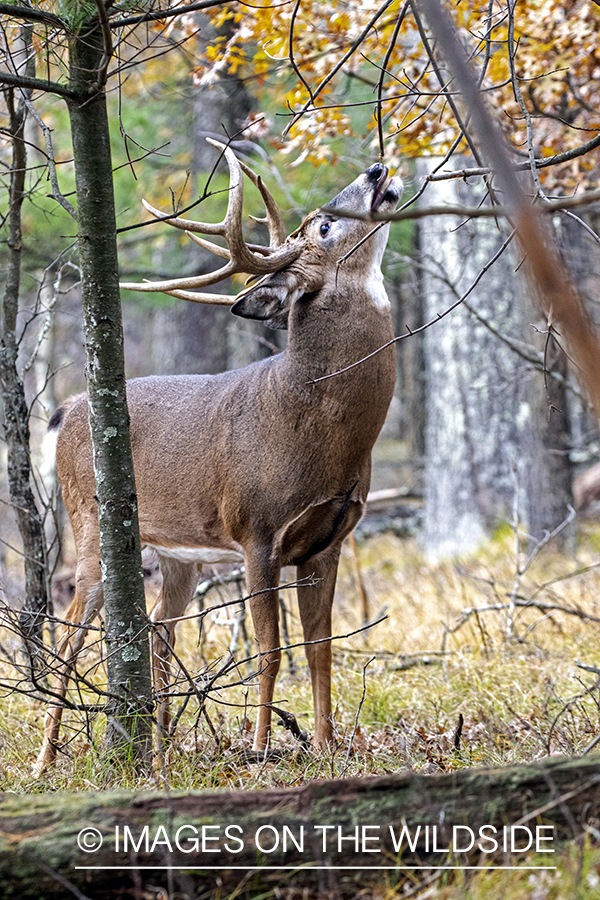 White-tailed buck sniffing and making scrape.