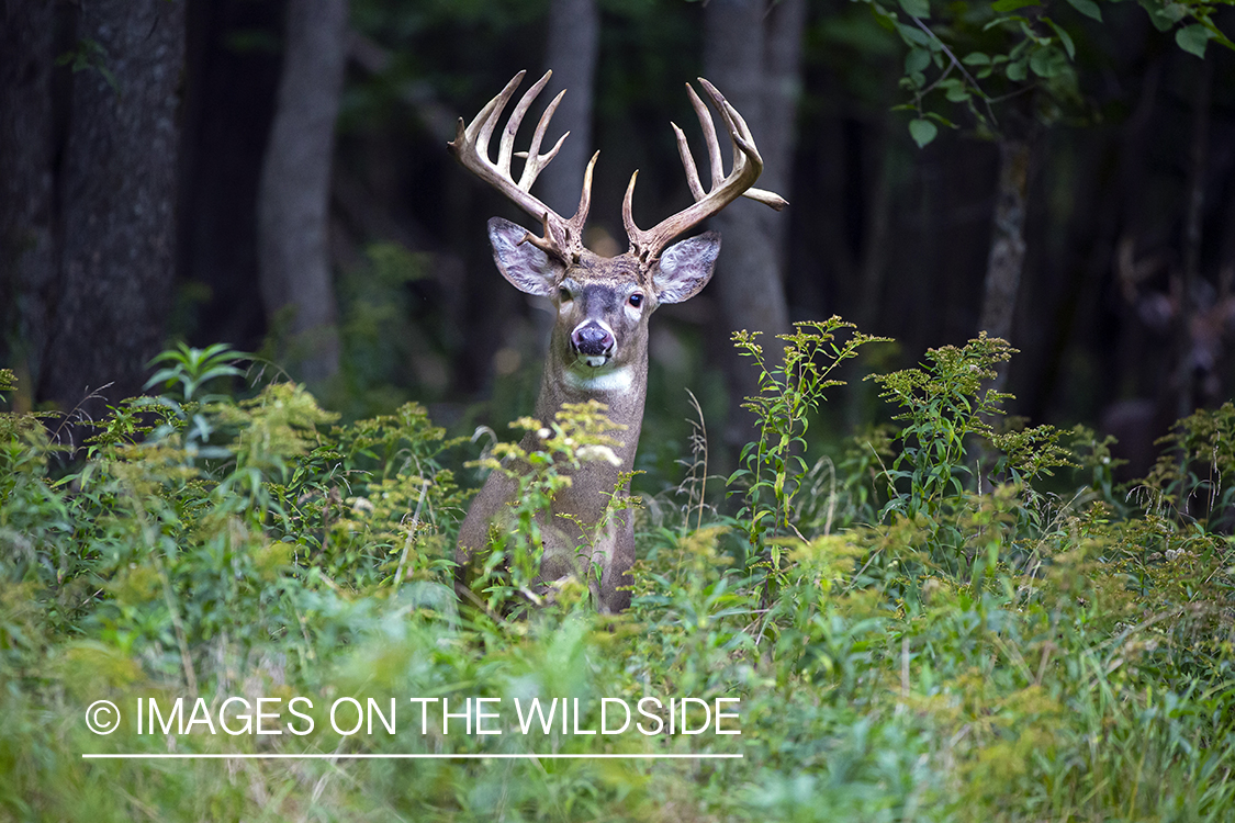 White-tailed buck in field.