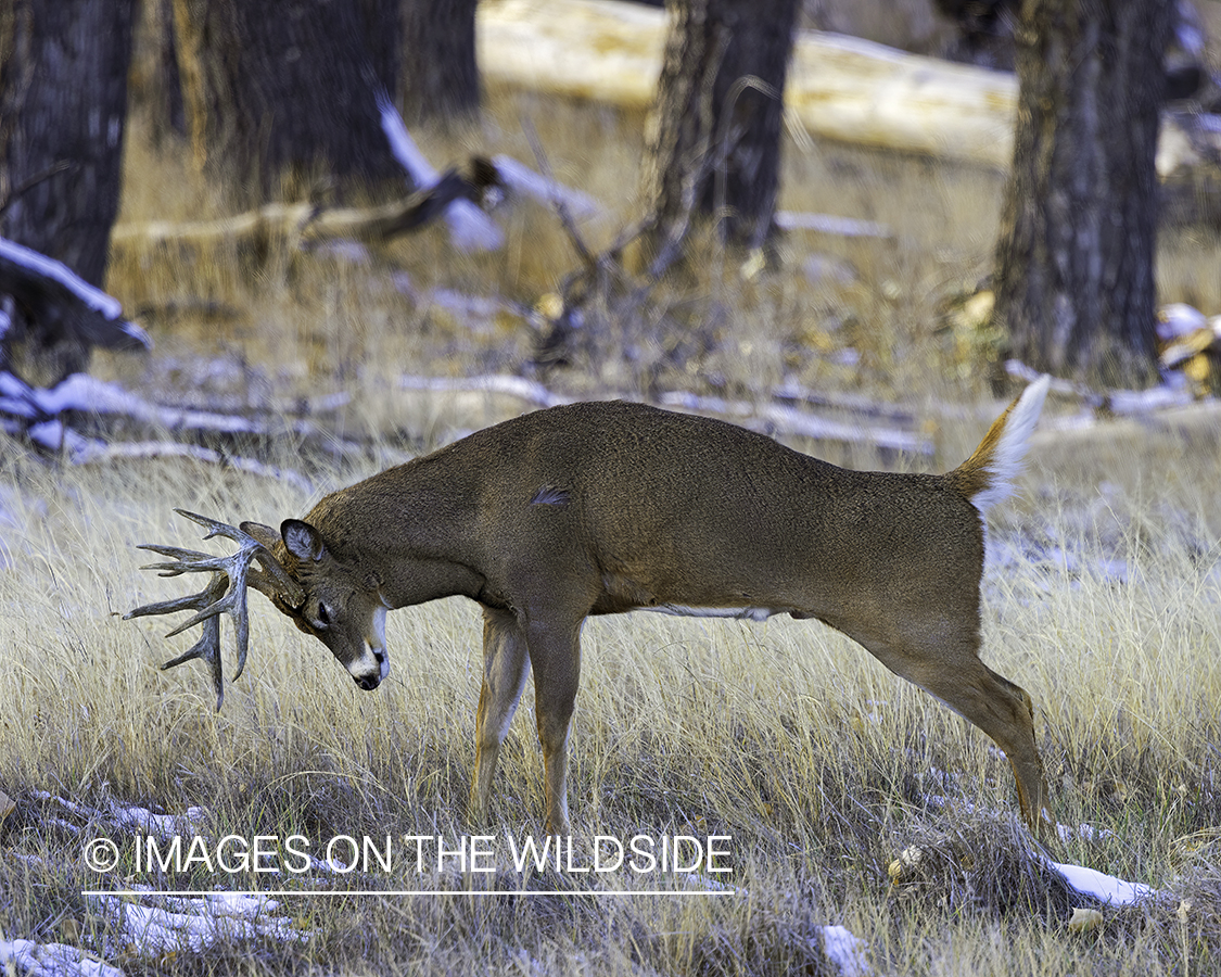 White-tailed buck stretching out.