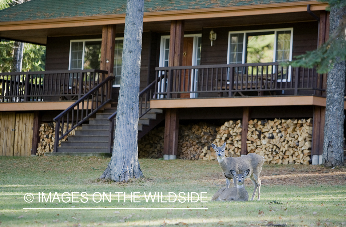 White-tailed deer in urban setting