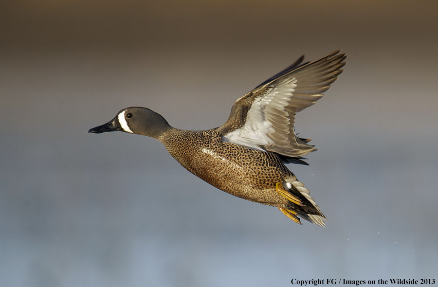 Blue-winged teal in flight.