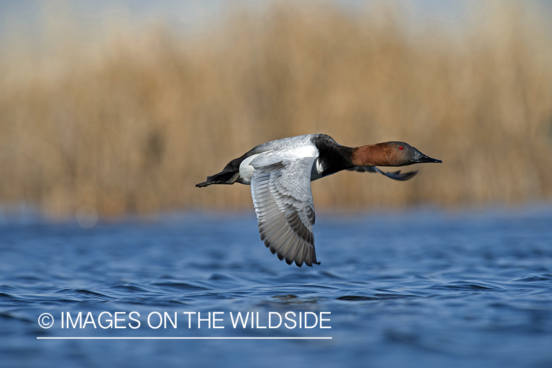 Canvasback in flight.