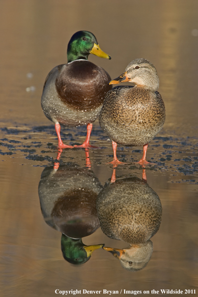 Mallards on ice.